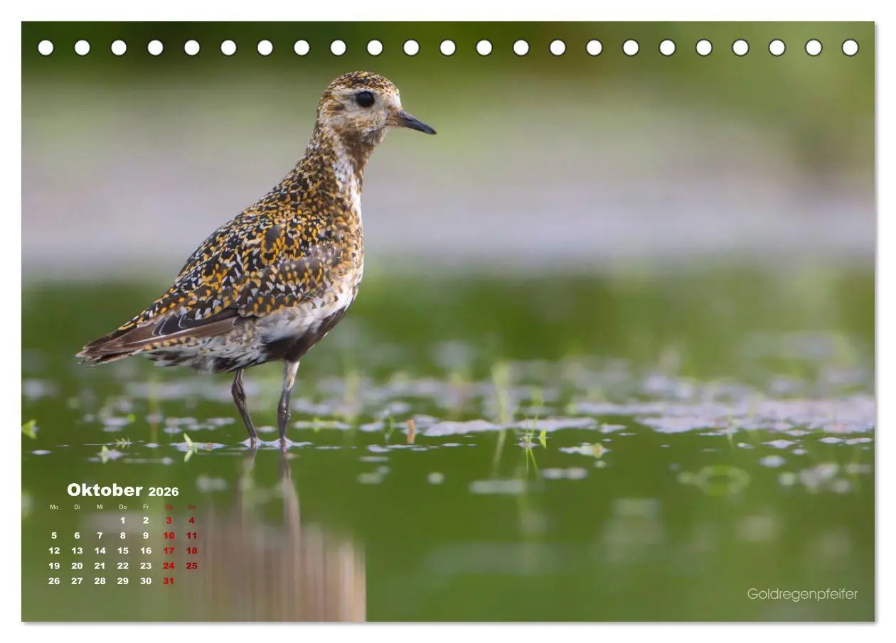 Bild: 9783457863565 | Wattvögel an der Friesischen IJsselmeerküste (Tischkalender 2026...