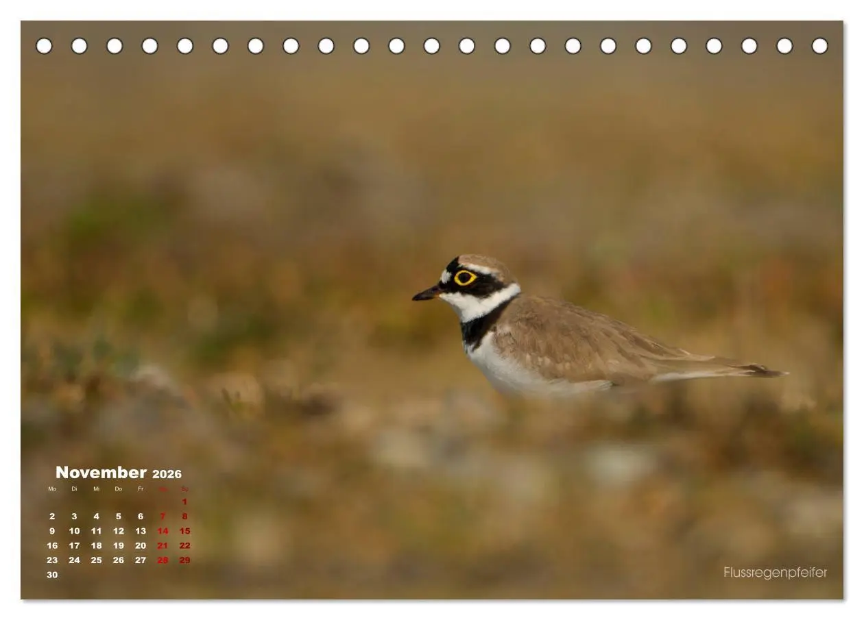 Bild: 9783457863565 | Wattvögel an der Friesischen IJsselmeerküste (Tischkalender 2026...
