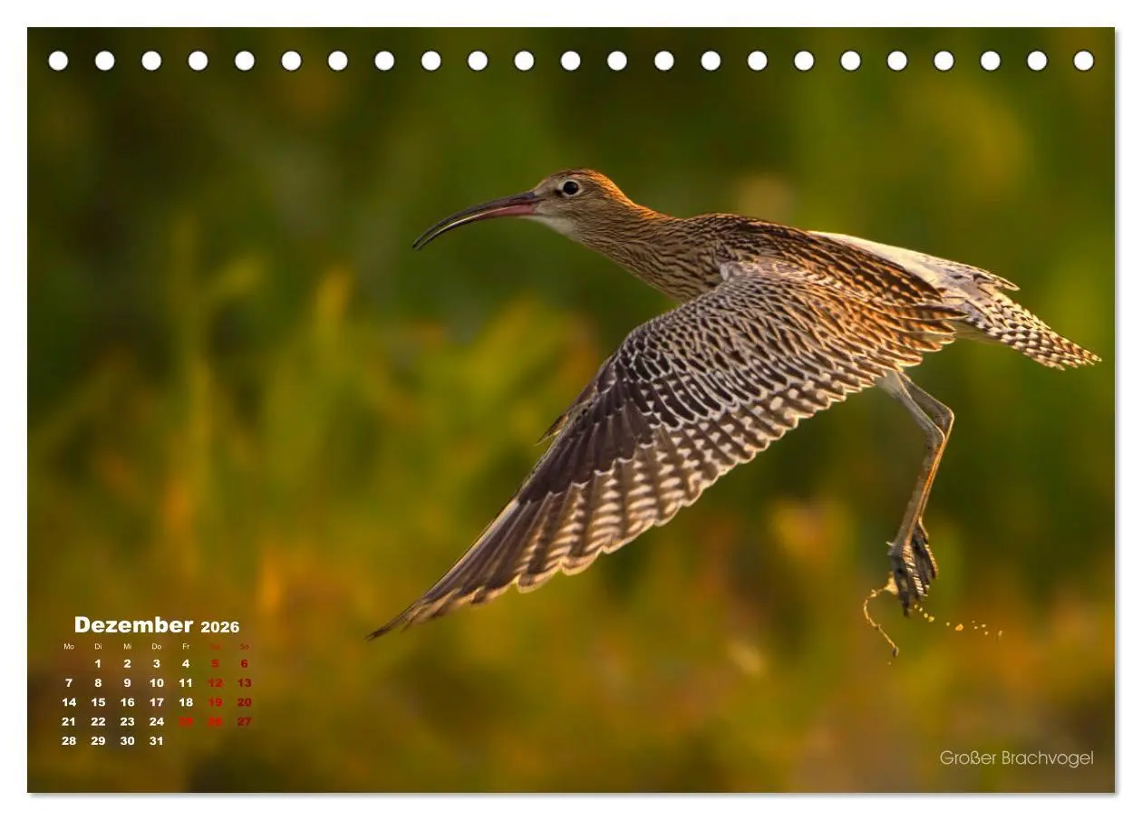 Bild: 9783457863565 | Wattvögel an der Friesischen IJsselmeerküste (Tischkalender 2026...