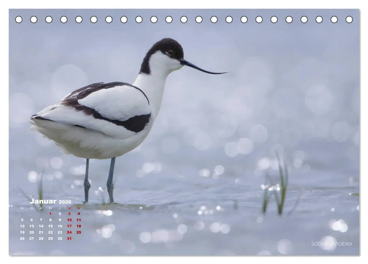 Bild: 9783457863565 | Wattvögel an der Friesischen IJsselmeerküste (Tischkalender 2026...