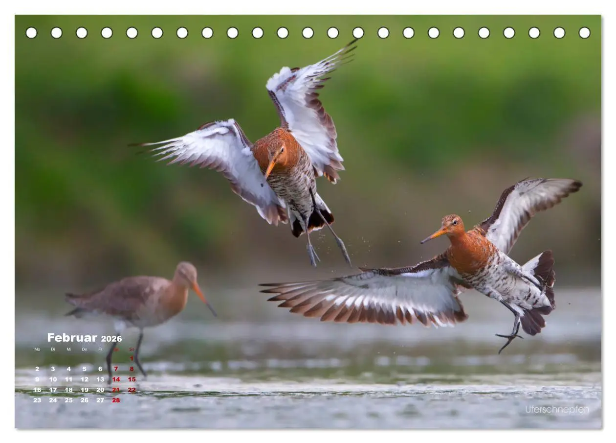 Bild: 9783457863565 | Wattvögel an der Friesischen IJsselmeerküste (Tischkalender 2026...
