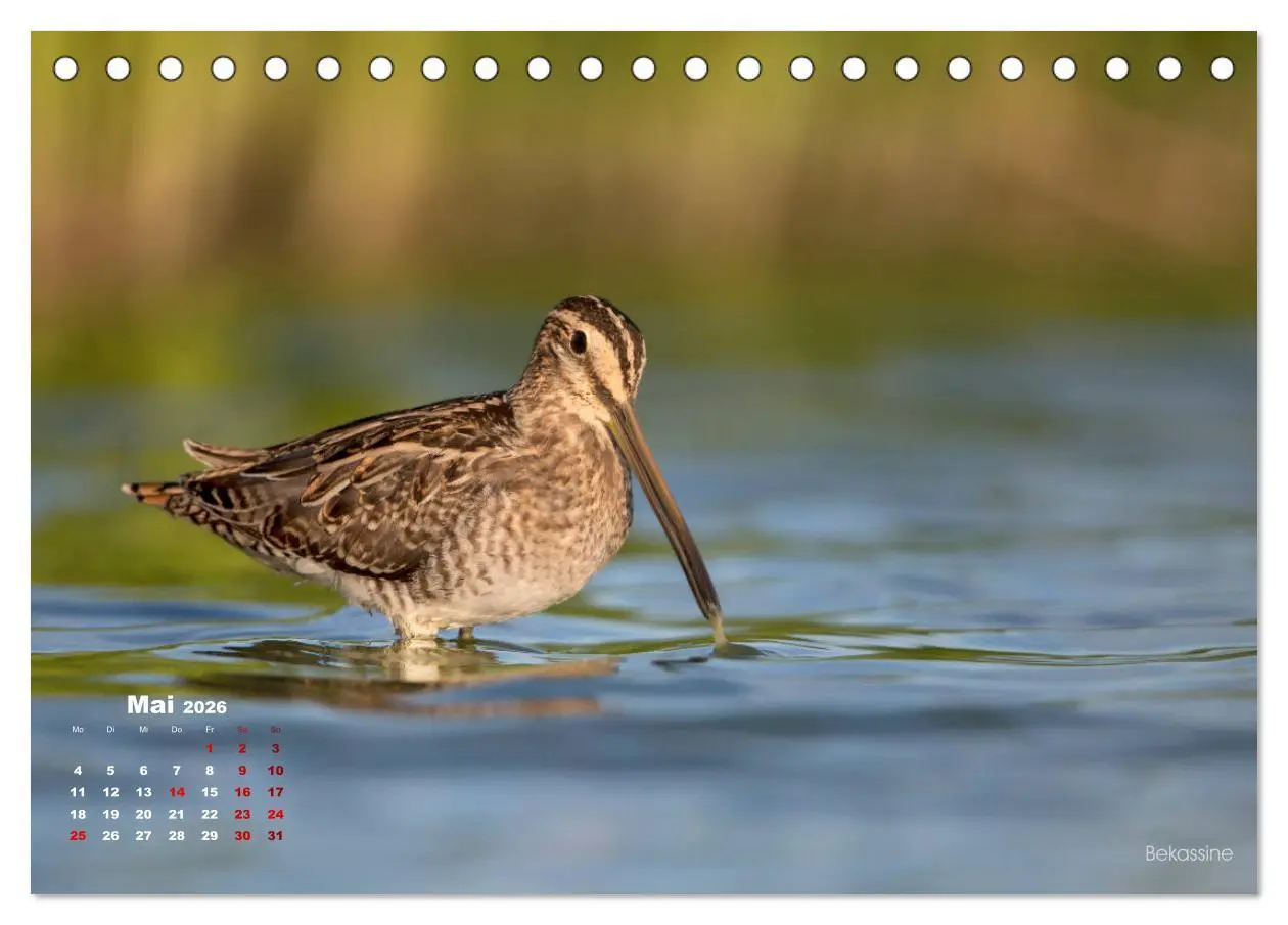 Bild: 9783457863565 | Wattvögel an der Friesischen IJsselmeerküste (Tischkalender 2026...