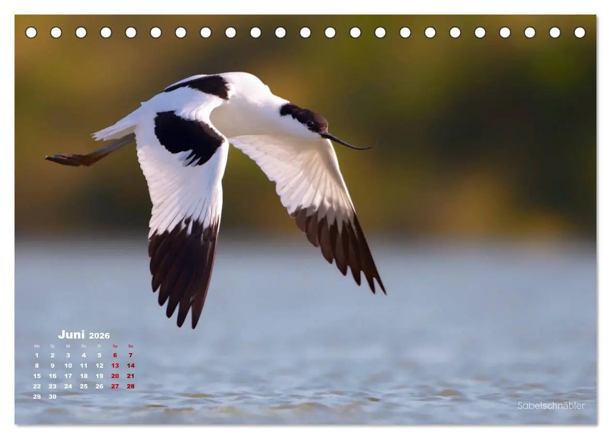 Bild: 9783457863565 | Wattvögel an der Friesischen IJsselmeerküste (Tischkalender 2026...