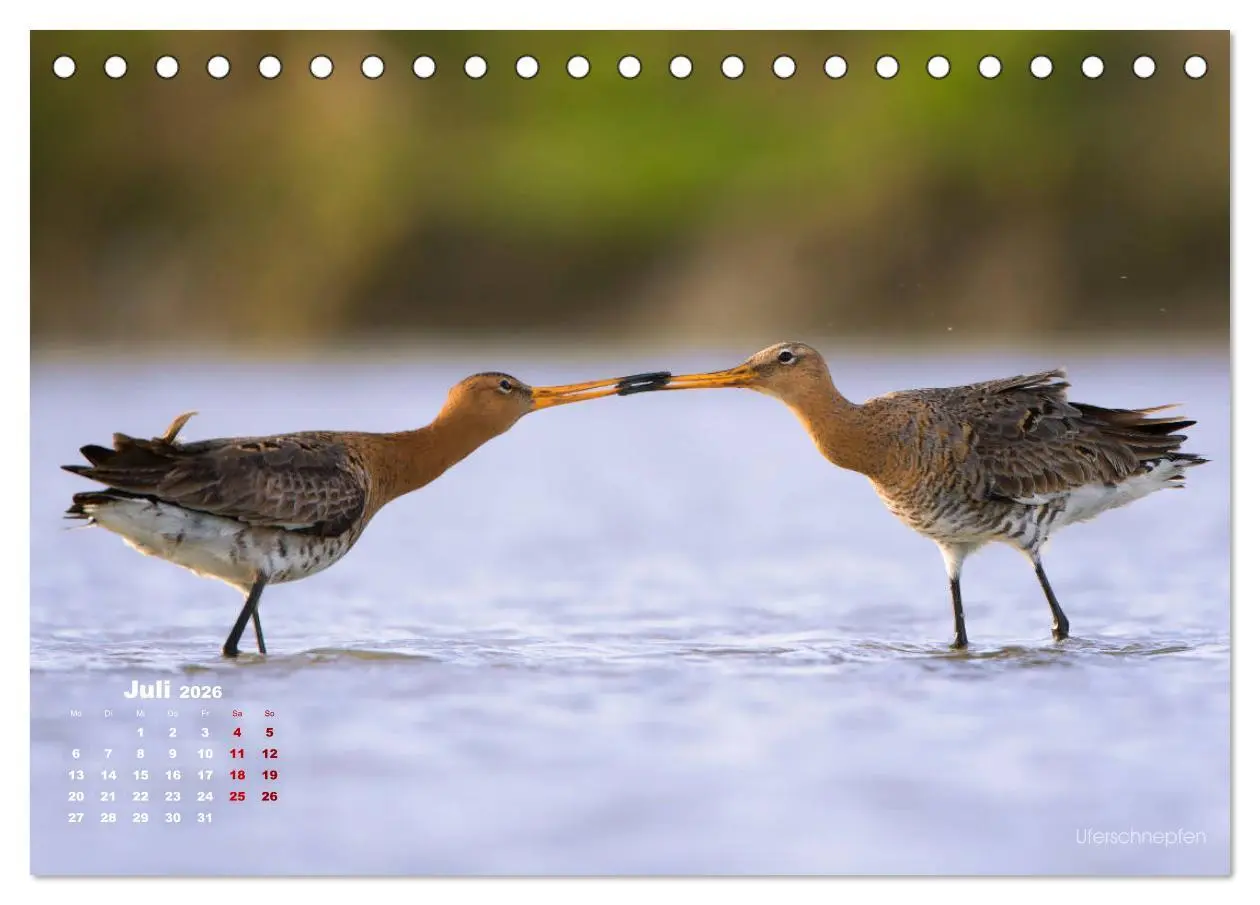 Bild: 9783457863565 | Wattvögel an der Friesischen IJsselmeerküste (Tischkalender 2026...