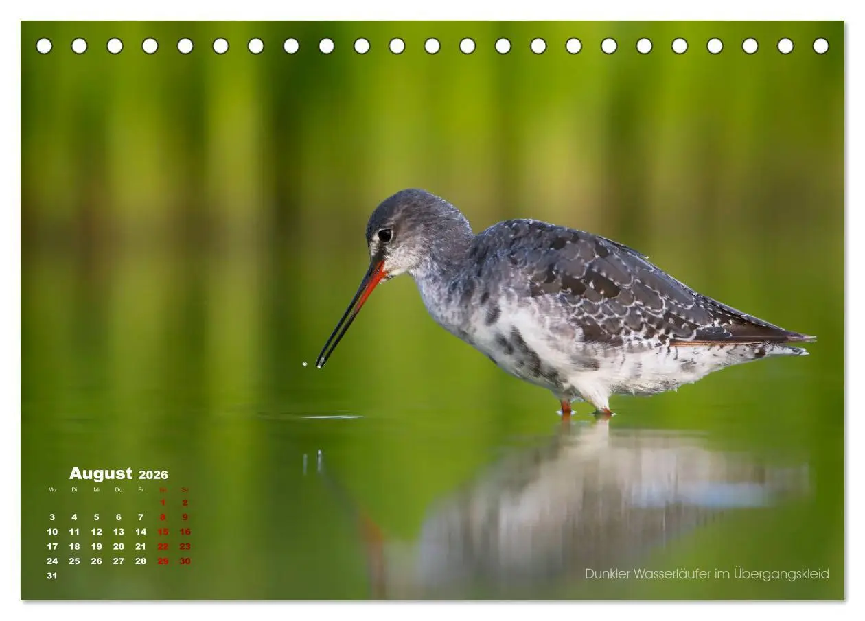 Bild: 9783457863565 | Wattvögel an der Friesischen IJsselmeerküste (Tischkalender 2026...