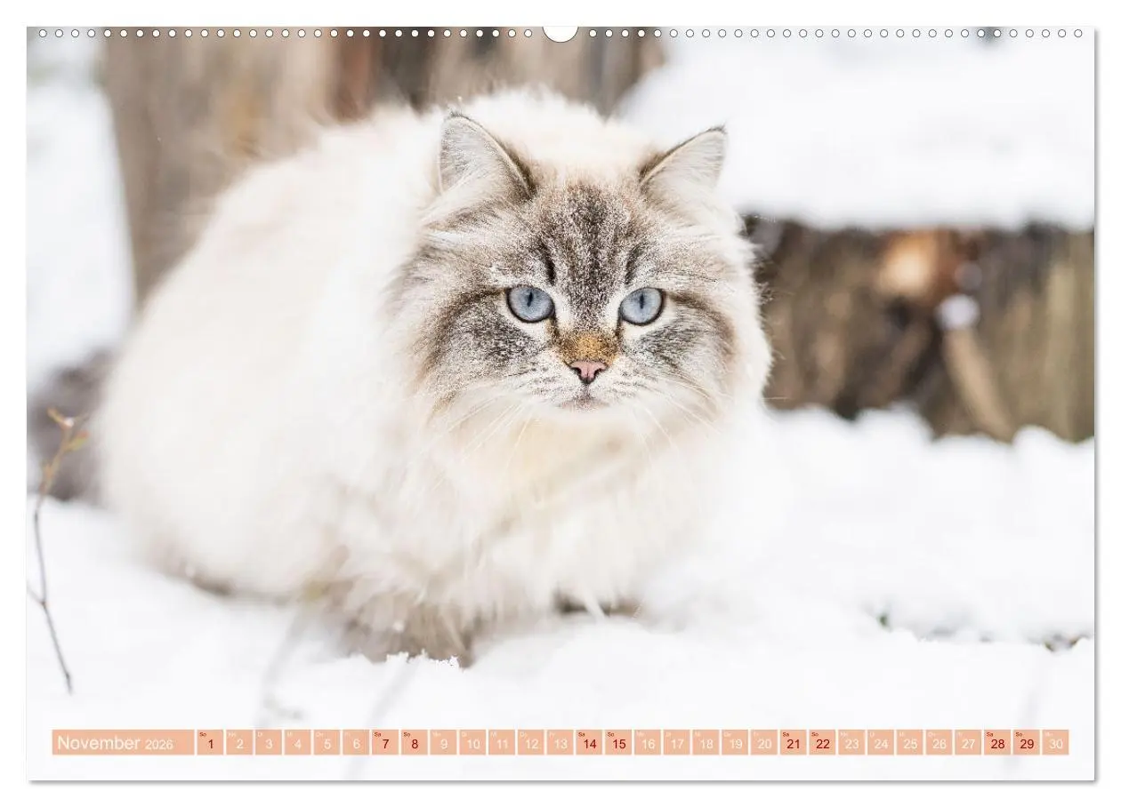 Bild: 9783457543665 | Maui und Molokai - Sibirische Katzenschwestern (Wandkalender 2026...