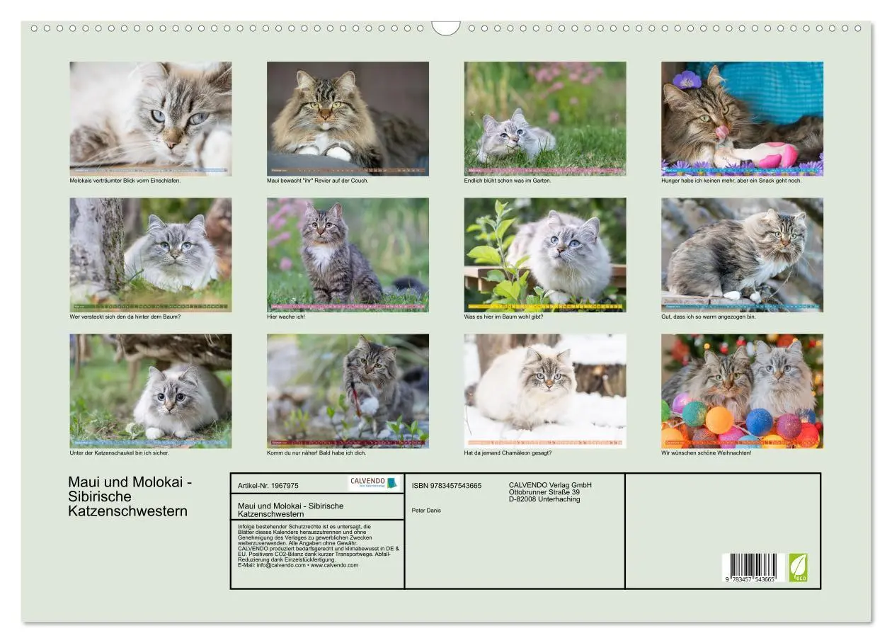 Bild: 9783457543665 | Maui und Molokai - Sibirische Katzenschwestern (Wandkalender 2026...