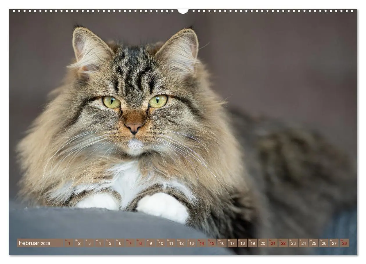 Bild: 9783457543665 | Maui und Molokai - Sibirische Katzenschwestern (Wandkalender 2026...