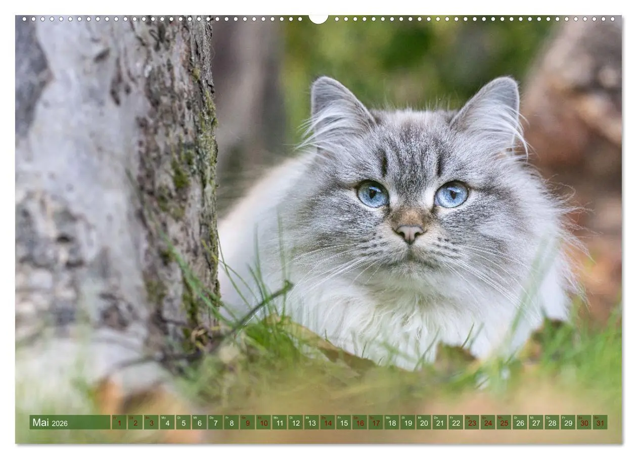 Bild: 9783457543665 | Maui und Molokai - Sibirische Katzenschwestern (Wandkalender 2026...