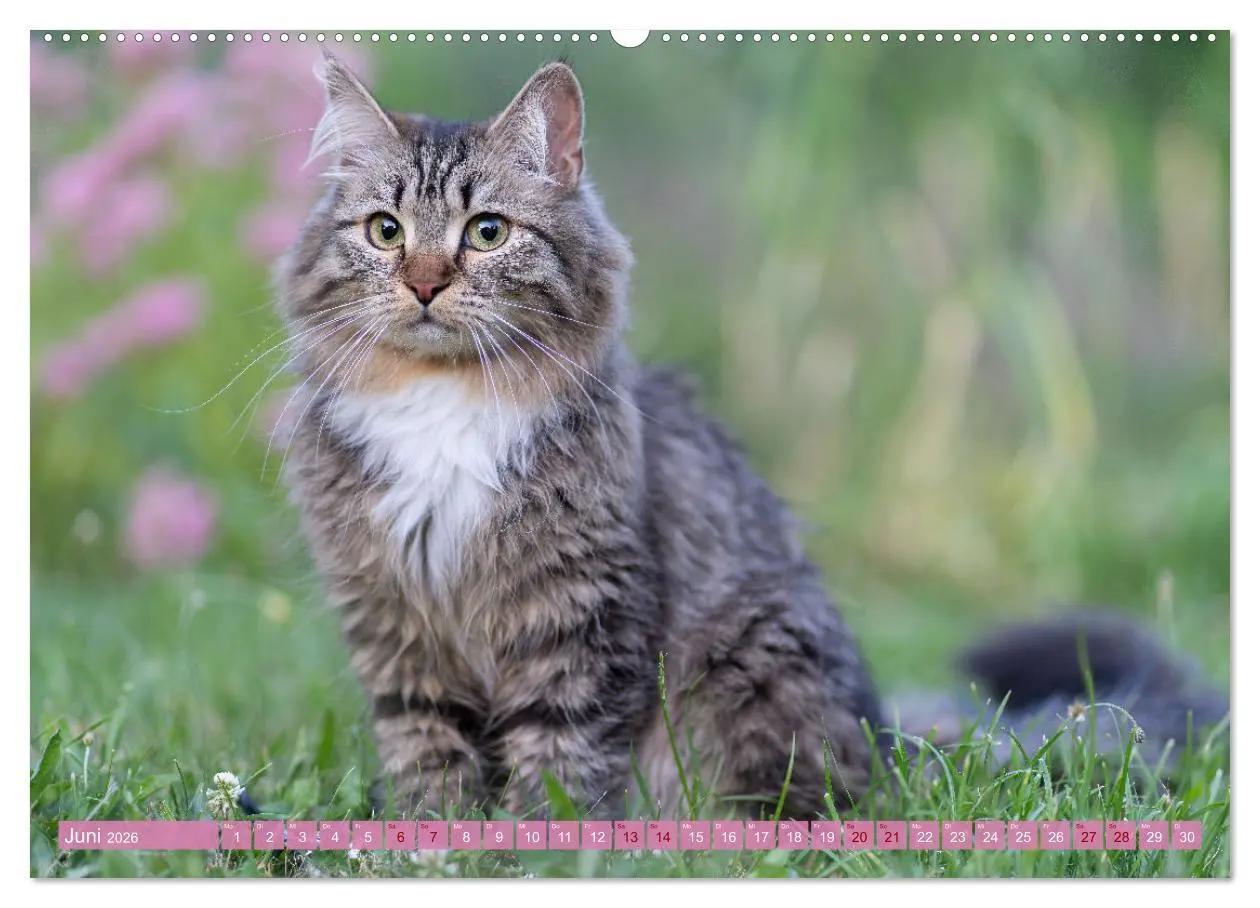 Bild: 9783457543665 | Maui und Molokai - Sibirische Katzenschwestern (Wandkalender 2026...