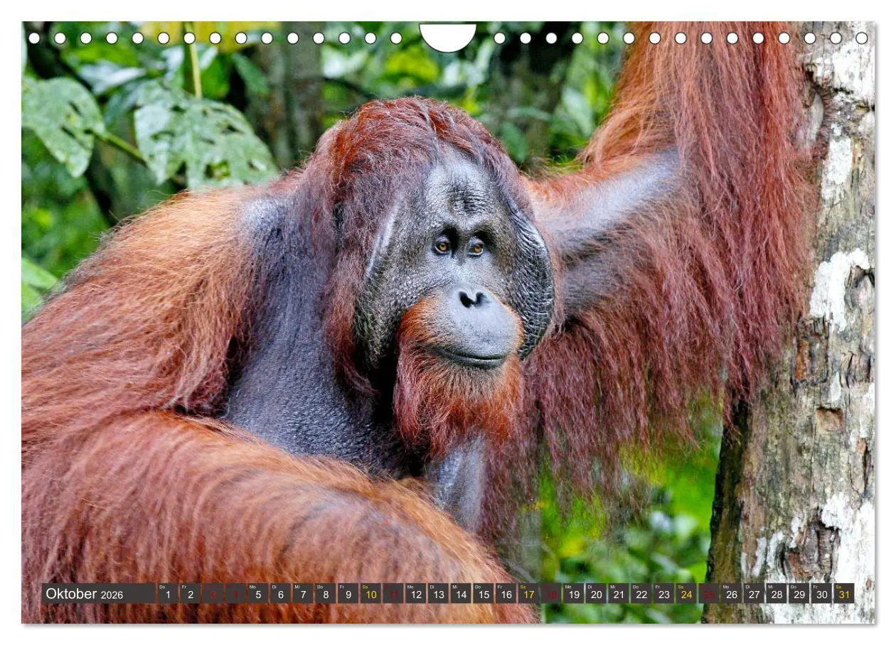 Bild: 9783457853665 | Waldmenschen - Orang Utans auf Borneo (Wandkalender 2026 DIN A4...