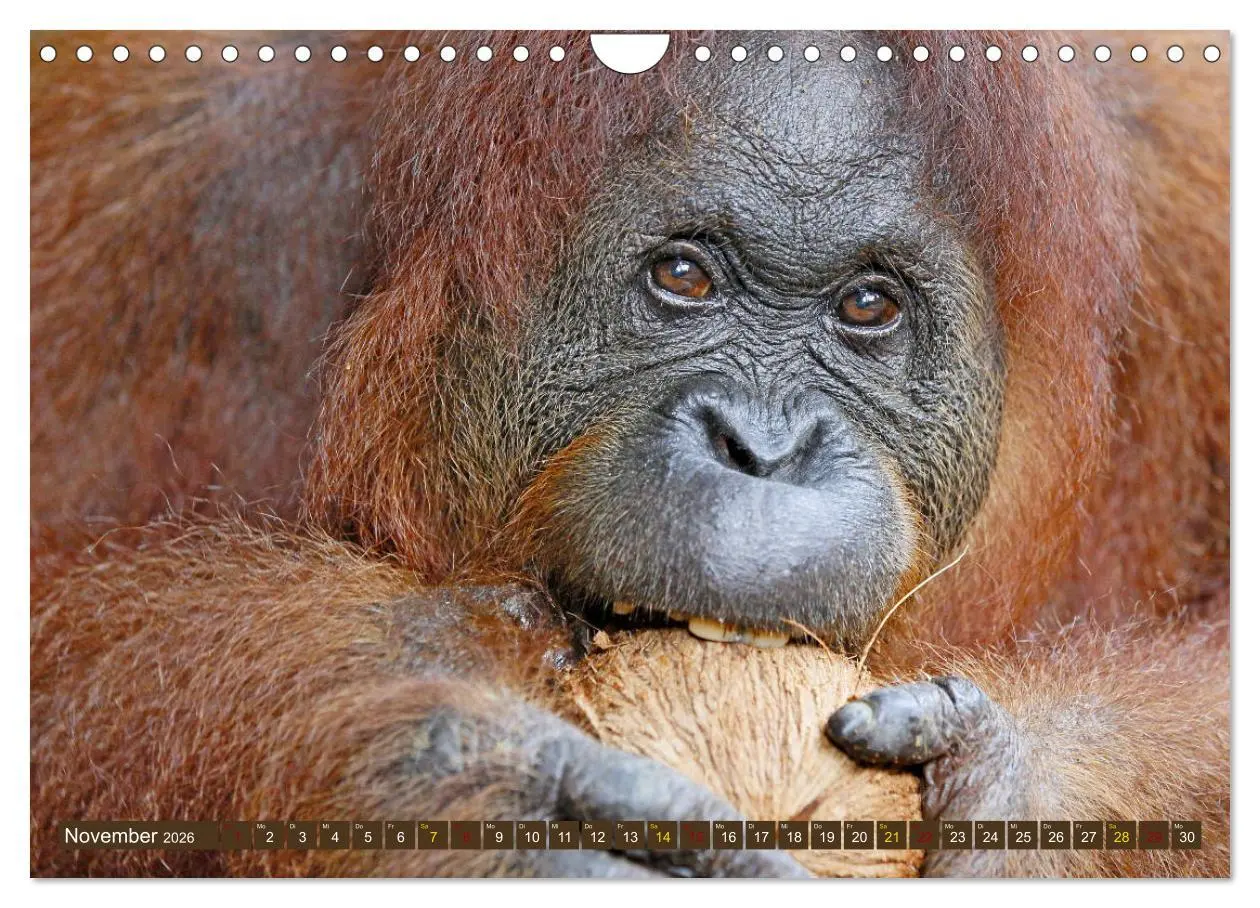 Bild: 9783457853665 | Waldmenschen - Orang Utans auf Borneo (Wandkalender 2026 DIN A4...