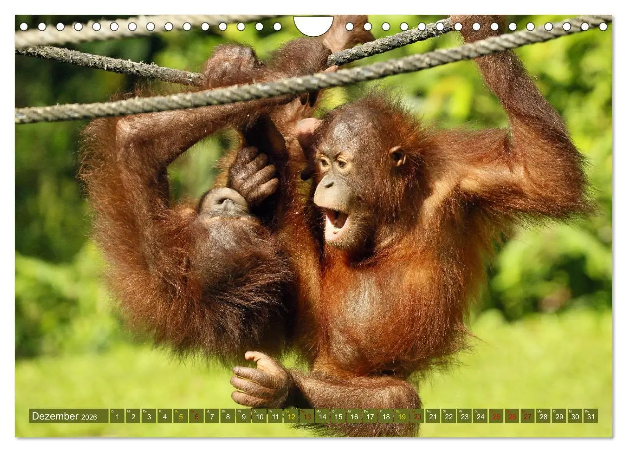 Bild: 9783457853665 | Waldmenschen - Orang Utans auf Borneo (Wandkalender 2026 DIN A4...