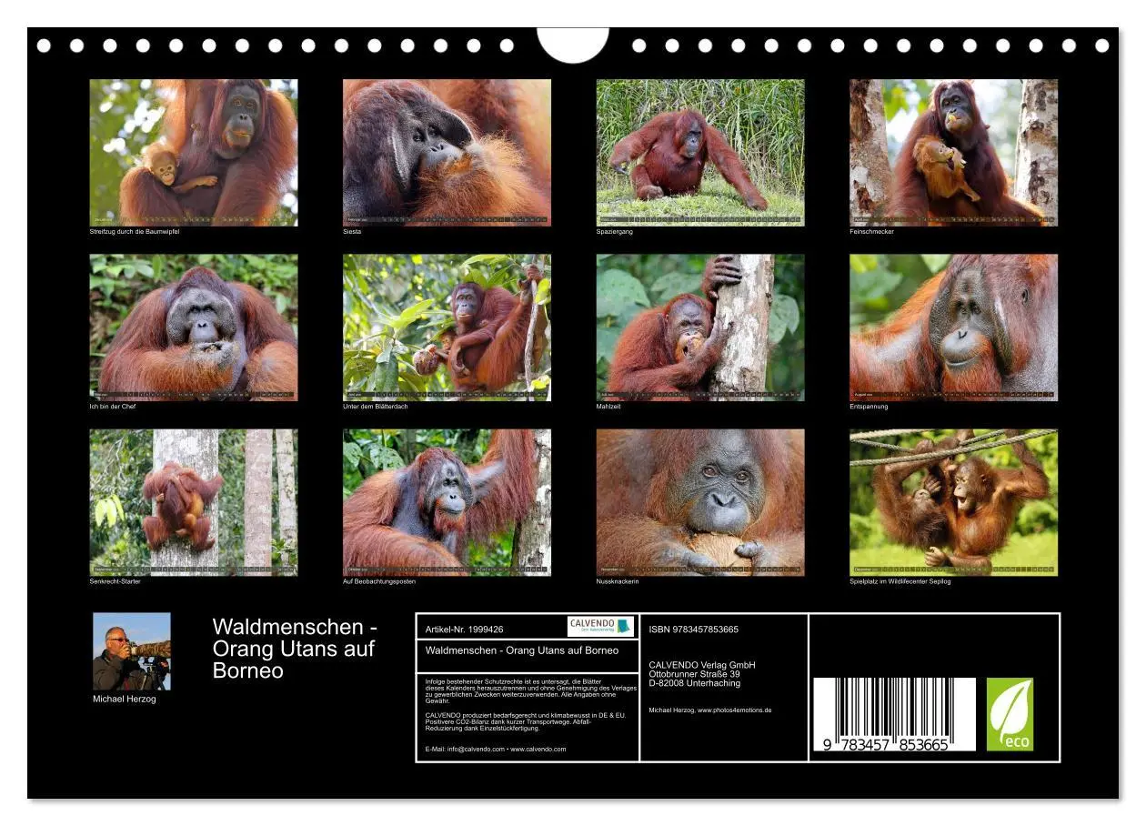 Bild: 9783457853665 | Waldmenschen - Orang Utans auf Borneo (Wandkalender 2026 DIN A4...