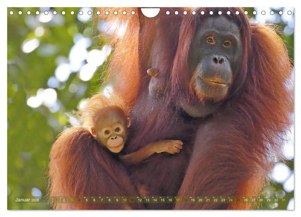 Bild: 9783457853665 | Waldmenschen - Orang Utans auf Borneo (Wandkalender 2026 DIN A4...