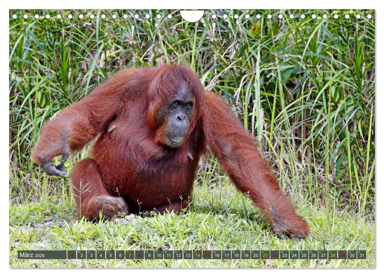 Bild: 9783457853665 | Waldmenschen - Orang Utans auf Borneo (Wandkalender 2026 DIN A4...