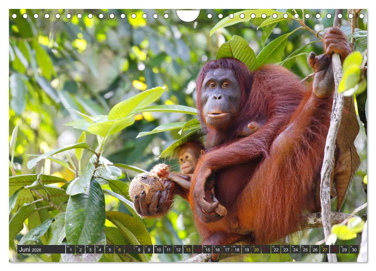 Bild: 9783457853665 | Waldmenschen - Orang Utans auf Borneo (Wandkalender 2026 DIN A4...