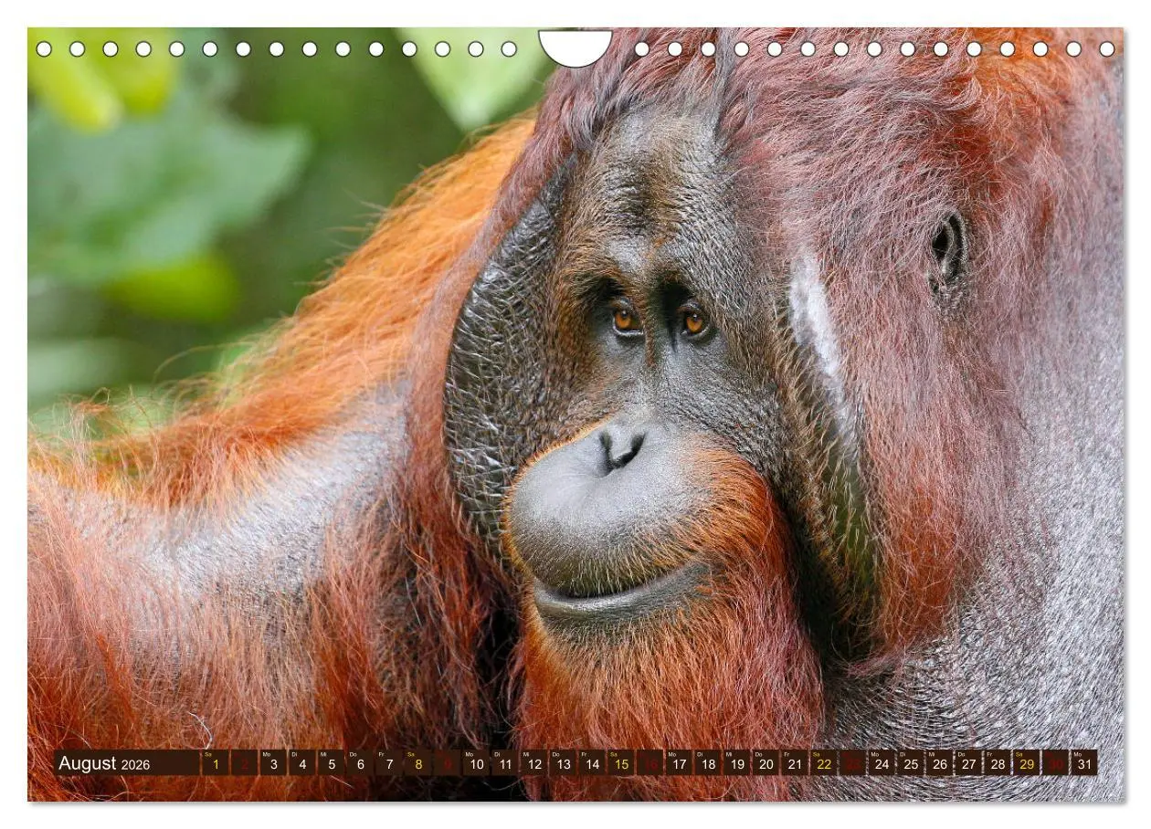 Bild: 9783457853665 | Waldmenschen - Orang Utans auf Borneo (Wandkalender 2026 DIN A4...