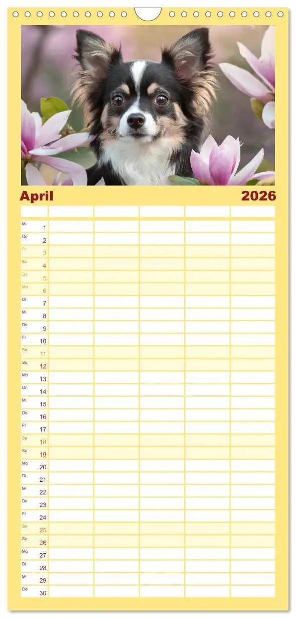 Bild: 9783516493665 | Familienplaner 2026 - Chihuahuas - Kleine Hunde - große...