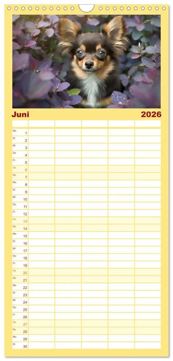 Bild: 9783516493665 | Familienplaner 2026 - Chihuahuas - Kleine Hunde - große...