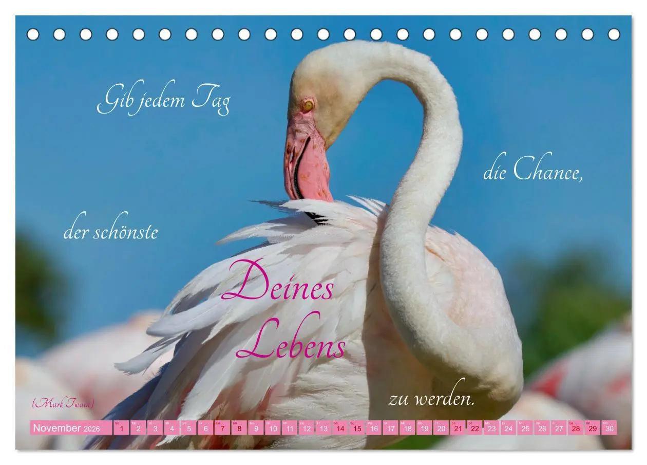Bild: 9783457393765 | The Power Of Pink (Tischkalender 2026 DIN A5 quer), CALVENDO...