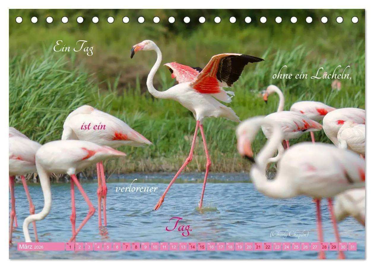 Bild: 9783457393765 | The Power Of Pink (Tischkalender 2026 DIN A5 quer), CALVENDO...