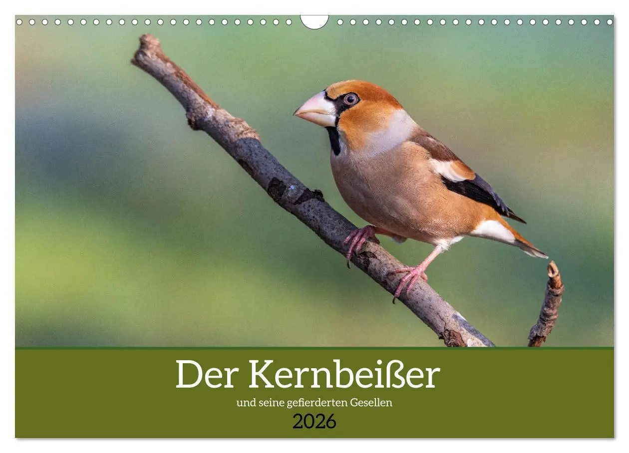 Cover: 9783457533765 | Der Kernbeißer und seine gefiederten Gesellen (Wandkalender 2026...