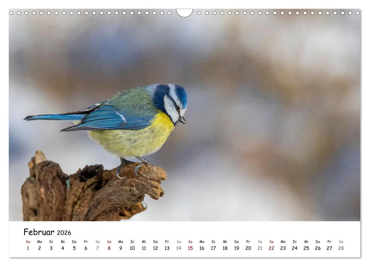 Bild: 9783457533765 | Der Kernbeißer und seine gefiederten Gesellen (Wandkalender 2026...