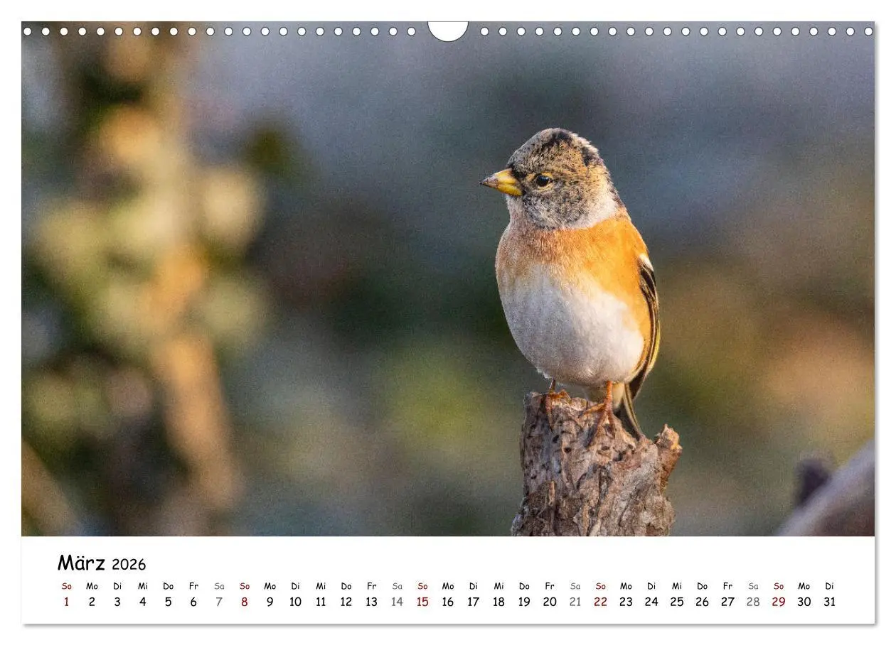 Bild: 9783457533765 | Der Kernbeißer und seine gefiederten Gesellen (Wandkalender 2026...