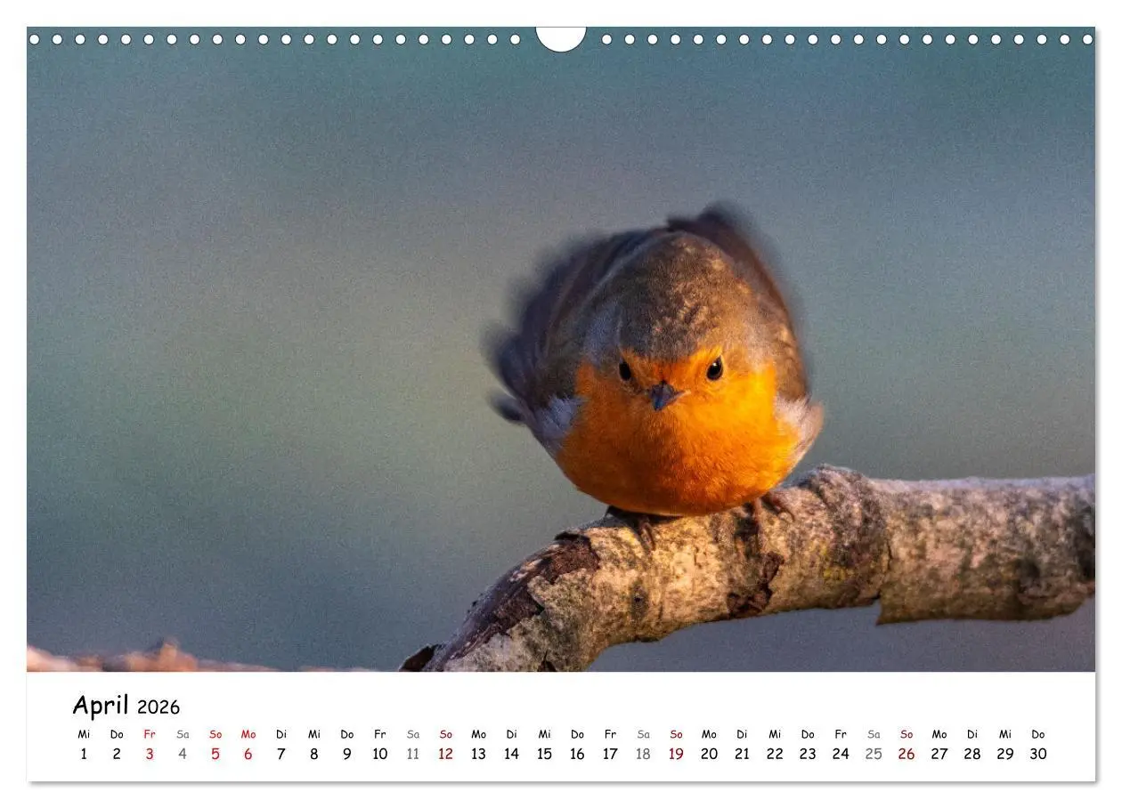 Bild: 9783457533765 | Der Kernbeißer und seine gefiederten Gesellen (Wandkalender 2026...