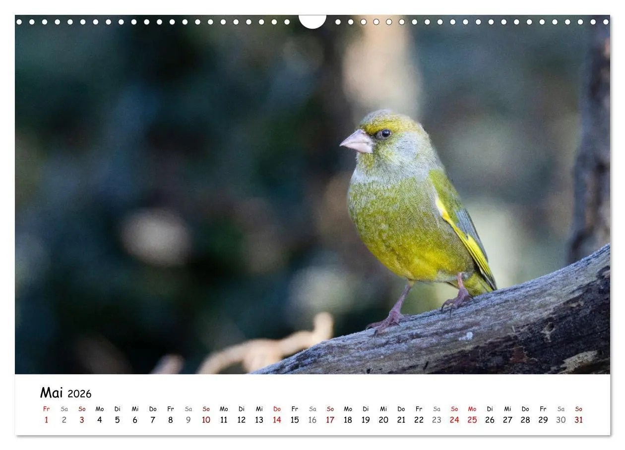 Bild: 9783457533765 | Der Kernbeißer und seine gefiederten Gesellen (Wandkalender 2026...