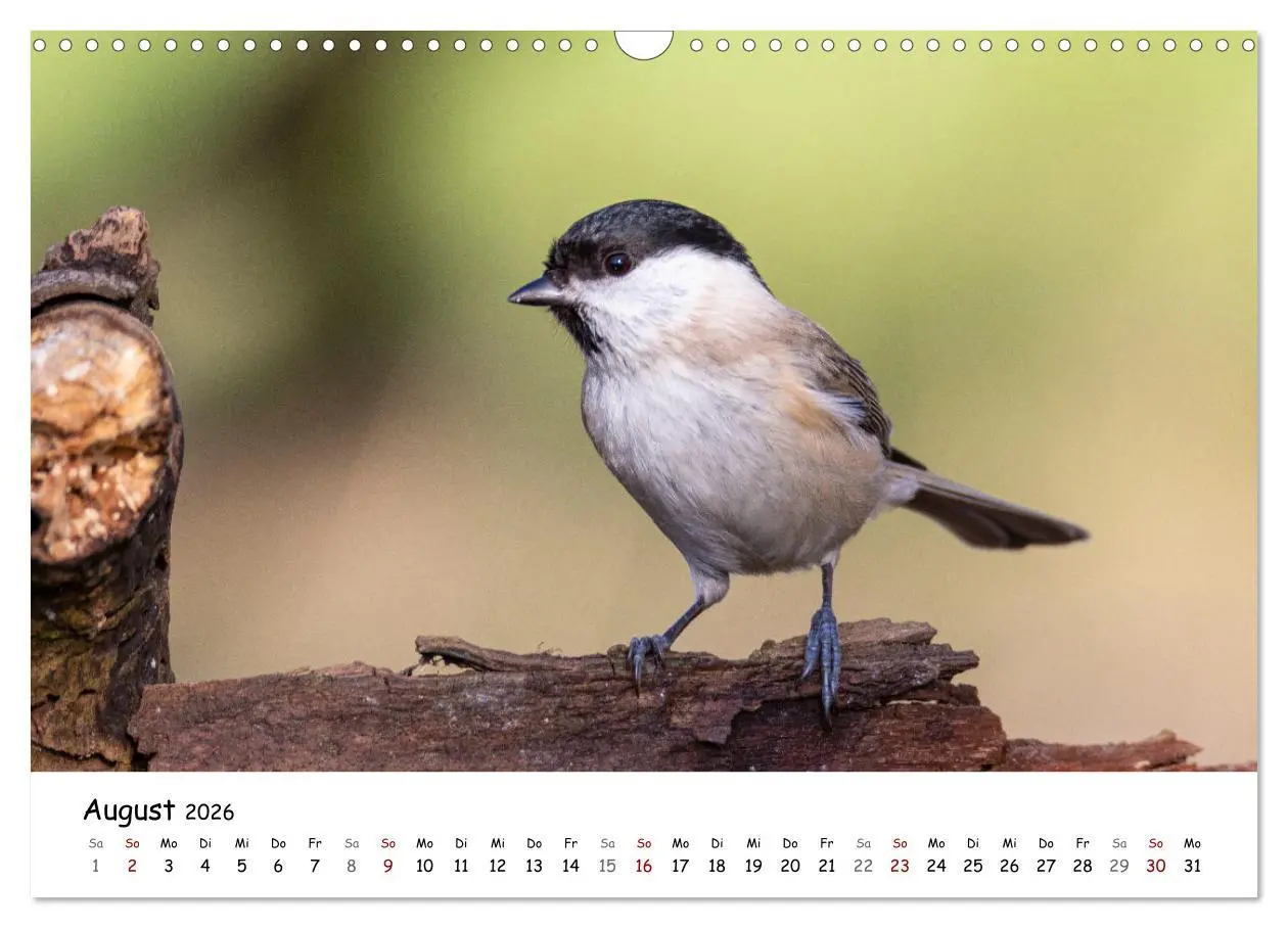 Bild: 9783457533765 | Der Kernbeißer und seine gefiederten Gesellen (Wandkalender 2026...