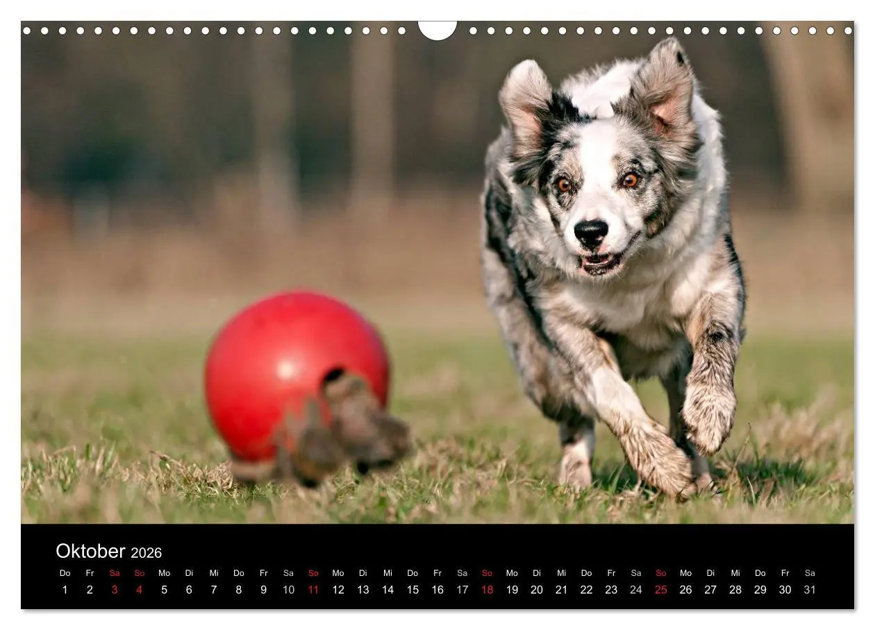 Bild: 9783516173765 | Border Collies (Wandkalender 2026 DIN A3 quer), CALVENDO...