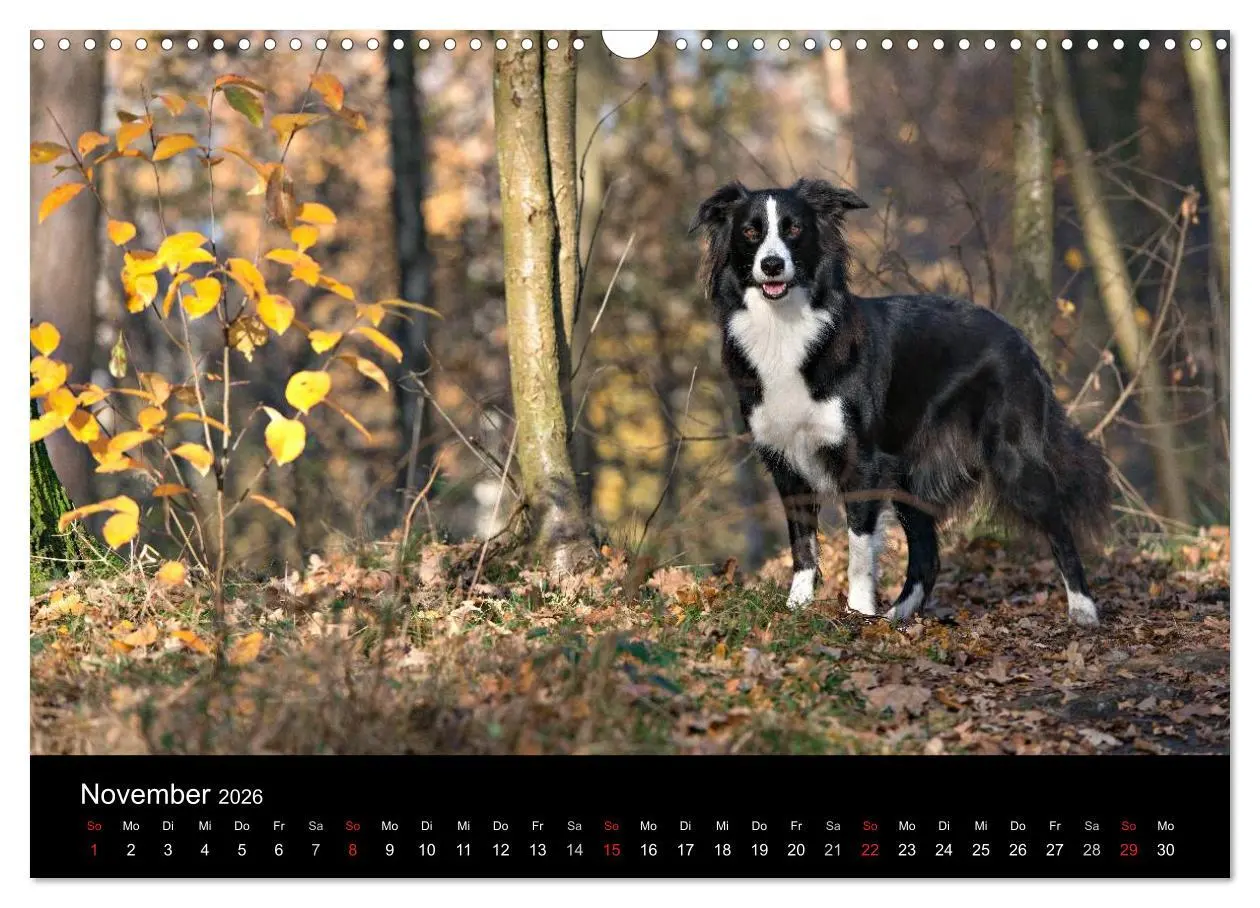Bild: 9783516173765 | Border Collies (Wandkalender 2026 DIN A3 quer), CALVENDO...