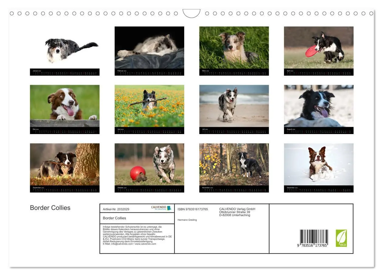 Bild: 9783516173765 | Border Collies (Wandkalender 2026 DIN A3 quer), CALVENDO...