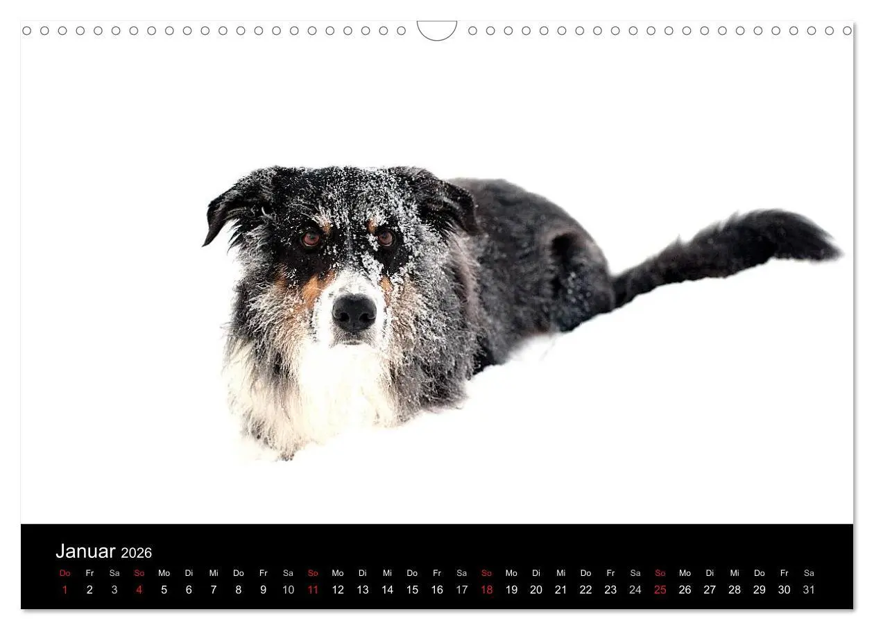 Bild: 9783516173765 | Border Collies (Wandkalender 2026 DIN A3 quer), CALVENDO...