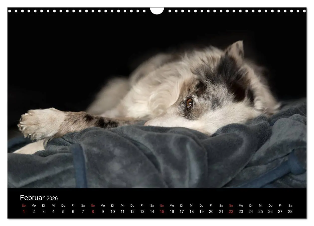 Bild: 9783516173765 | Border Collies (Wandkalender 2026 DIN A3 quer), CALVENDO...