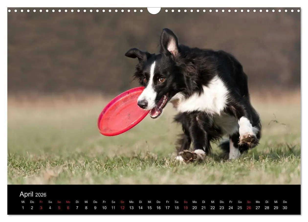 Bild: 9783516173765 | Border Collies (Wandkalender 2026 DIN A3 quer), CALVENDO...