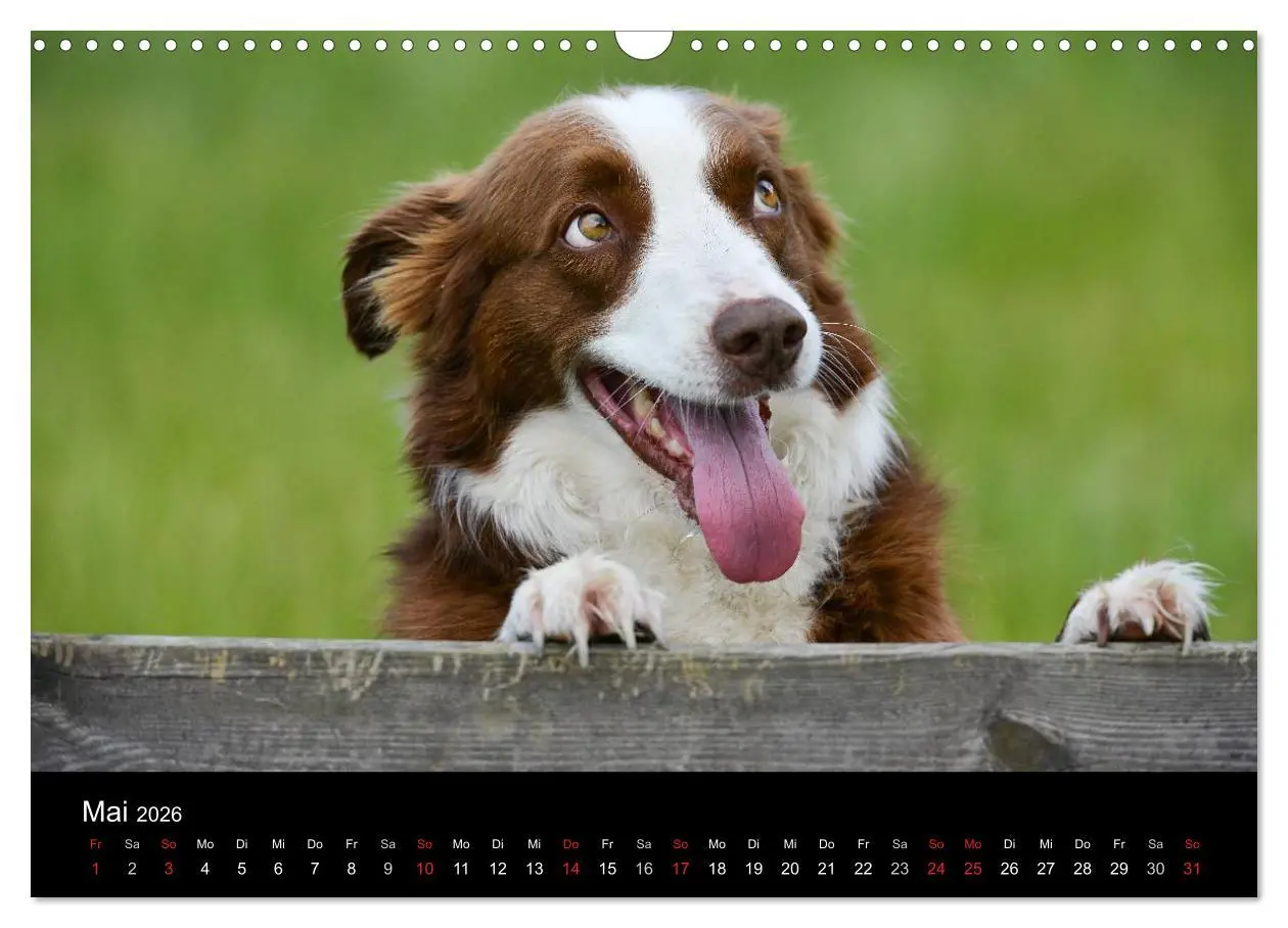 Bild: 9783516173765 | Border Collies (Wandkalender 2026 DIN A3 quer), CALVENDO...