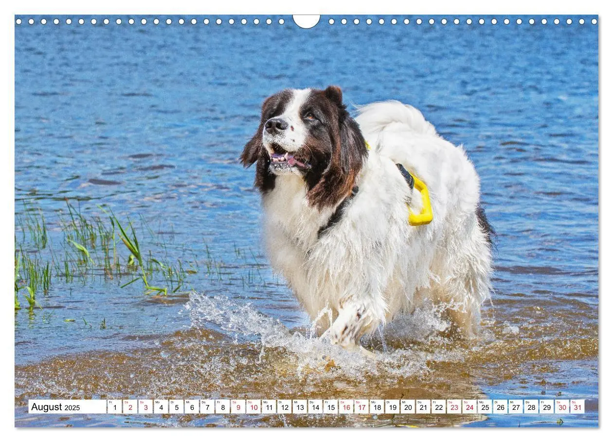 Bild: 9783383893865 | Traumhund Landseer (Wandkalender 2025 DIN A3 quer), CALVENDO...