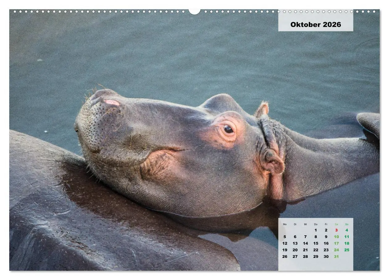 Bild: 9783457833865 | Nilpferde, Kolosse im Wasser (Wandkalender 2026 DIN A2 quer),...