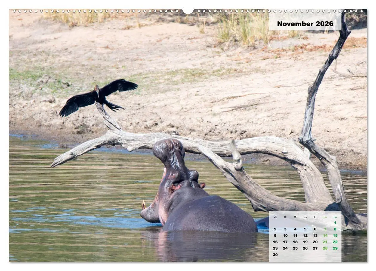 Bild: 9783457833865 | Nilpferde, Kolosse im Wasser (Wandkalender 2026 DIN A2 quer),...