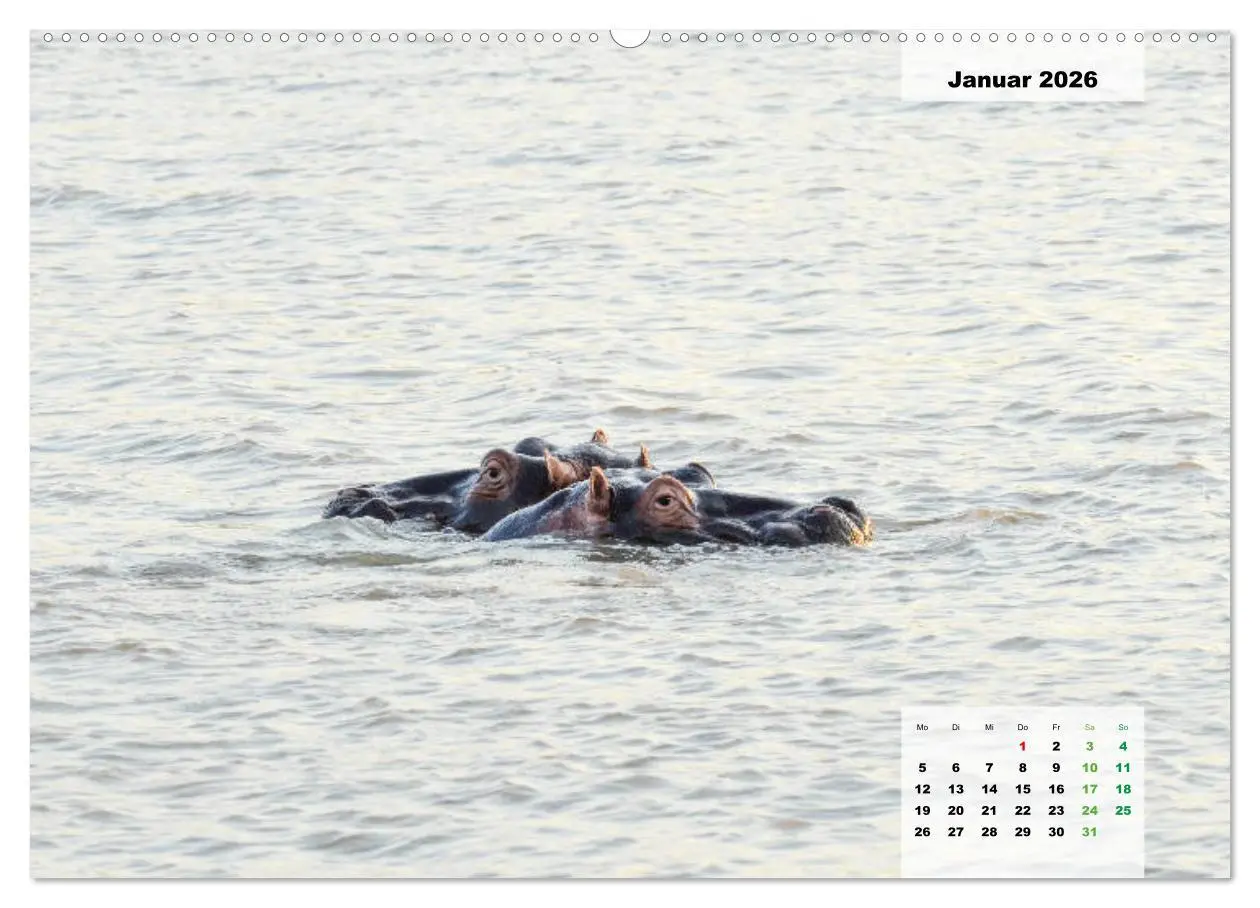 Bild: 9783457833865 | Nilpferde, Kolosse im Wasser (Wandkalender 2026 DIN A2 quer),...