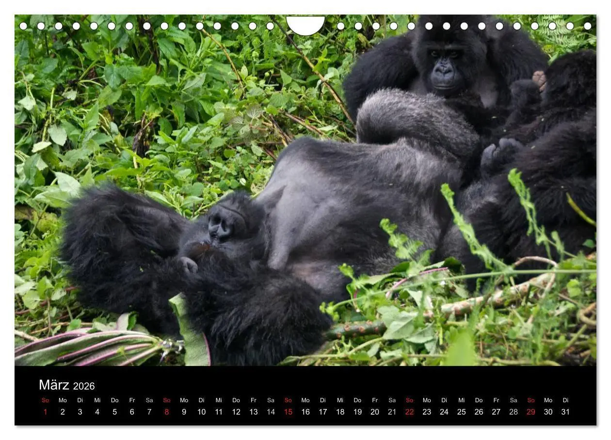 Bild: 9783516163865 | Afrika (Wandkalender 2026 DIN A4 quer), CALVENDO Monatskalender | Ch