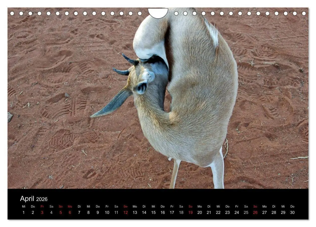 Bild: 9783516163865 | Afrika (Wandkalender 2026 DIN A4 quer), CALVENDO Monatskalender | Ch