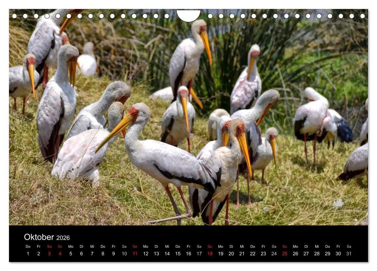 Bild: 9783516163865 | Afrika (Wandkalender 2026 DIN A4 quer), CALVENDO Monatskalender | Ch