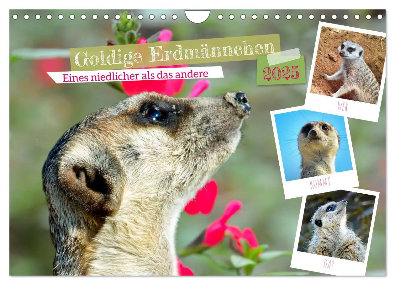 Cover: 9783383953965 | Goldige Erdmännchen (Wandkalender 2025 DIN A4 quer), CALVENDO...