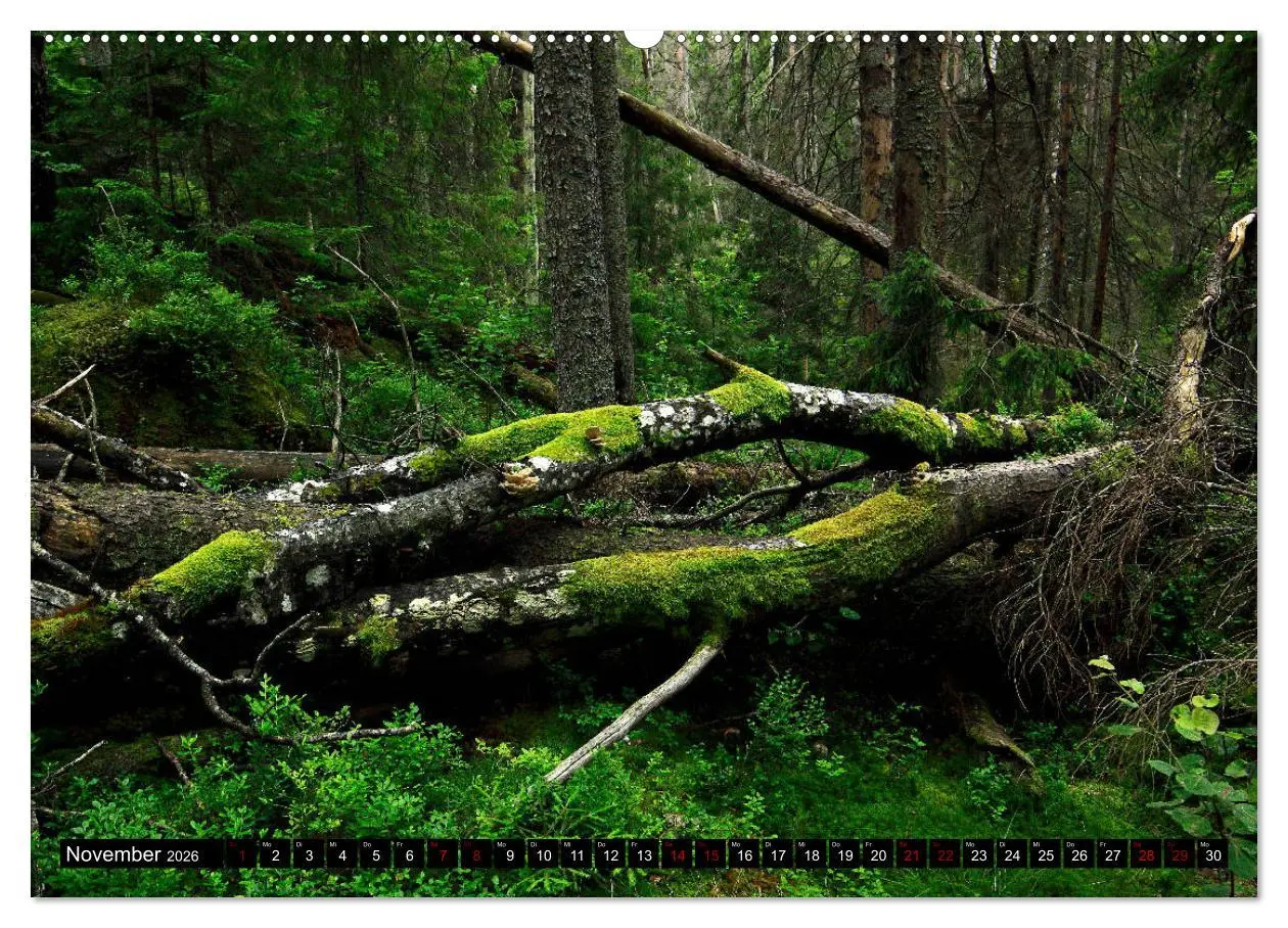 Bild: 9783457753965 | Tiveden, der NatURWALD in Schweden (hochwertiger Premium...
