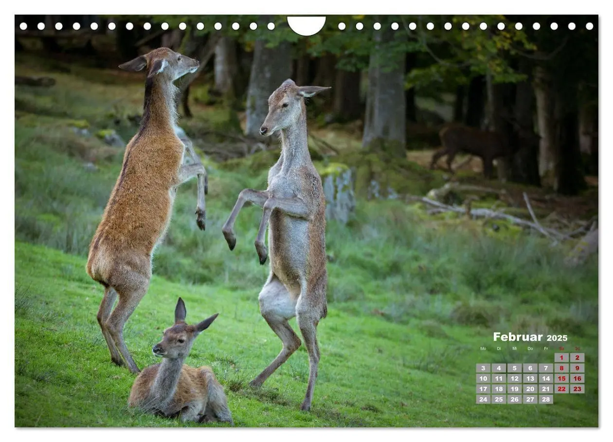 Bild: 9783435004065 | Krafttier Hirsch (Wandkalender 2025 DIN A4 quer), CALVENDO...