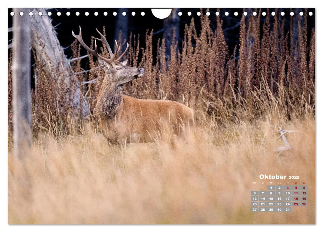 Bild: 9783435004065 | Krafttier Hirsch (Wandkalender 2025 DIN A4 quer), CALVENDO...